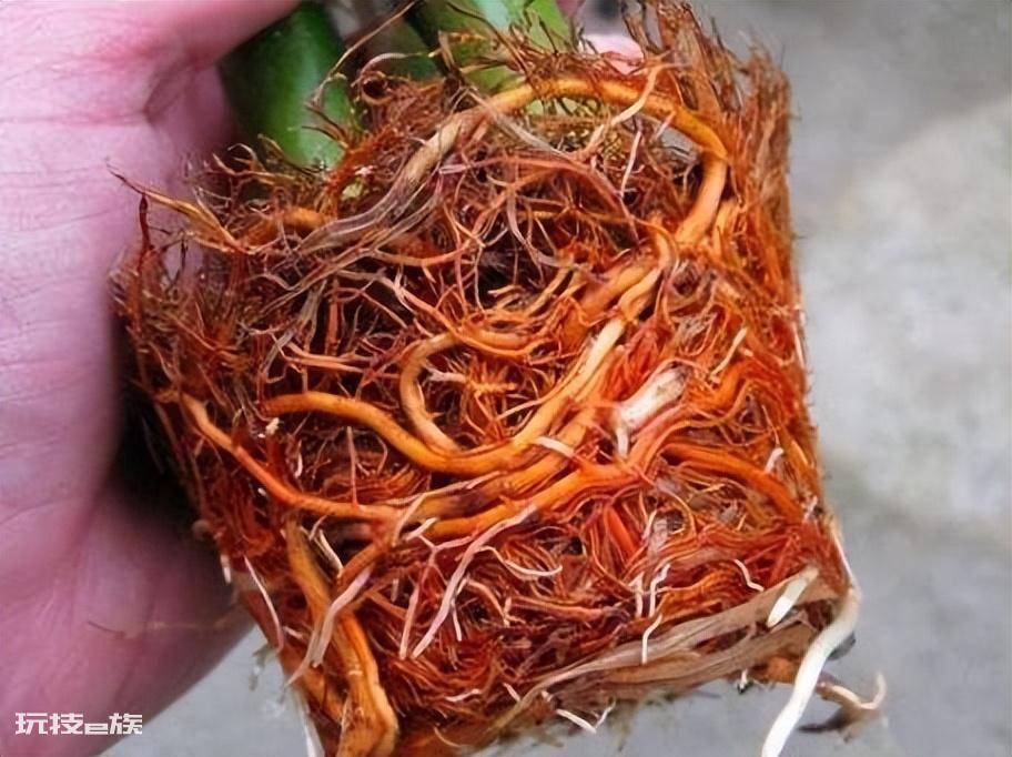 龟背竹风水摆放三不要(家里养龟背竹切记不要放这三个位置)-图片3